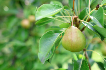 A gardener examines green pears on a fruit tree. Gardening.