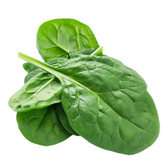 Fresh Spinach leaves on white background.
Fresh Spinach leaves isolated on transparent background.