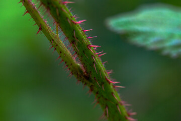 Nature's Armor: Macro Photo of Thorns