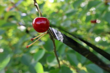 A cherry on a tree branch with a film to scare away birds.  Gardening.
