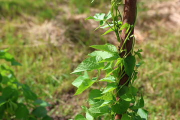 Beans are growing in the garden. Cultivation of legumes.