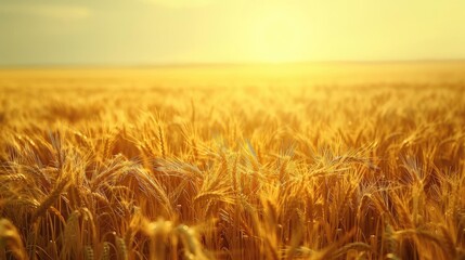 A golden wheat field bathed in warm sunlight during sunset, representing agriculture, nature, and the beauty of rural landscapes.