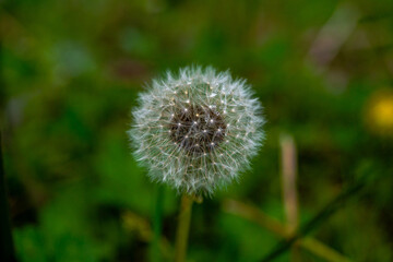 Ethereal Whispers: Macro Photo of a Dandelion