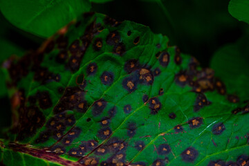 Fungal Infliction: Basidiomycota Illness on Leaf