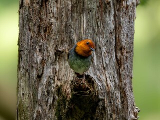森の中で静かに枝に留まっているコマドリの雄