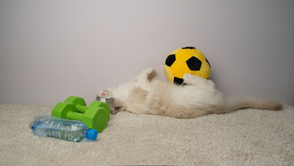The cat lies next to a yellow ball, green dumbbells and a blue bottle of water.