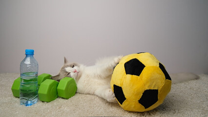 The cat lies next to a yellow ball, green dumbbells and a blue bottle of water.