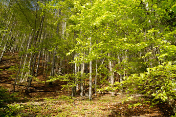 Fototapeta premium a sunlit spring forest on a warm April day in the Bavarian Alps near lake Walchensee, Bavaria Germany 