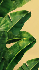 Obraz premium Serenity in Nature: Banana Leaf Symmetry