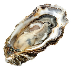Oyster shell isolated on white background.
Oyster shell isolated on transparent background.