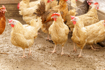 Group of chickens standing in a row, each clucking and pecking at the ground.