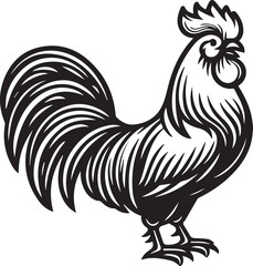 rooster isolated on white background