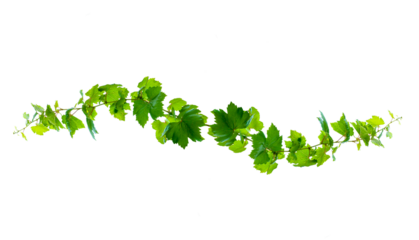 leaf vine Isolate on transparent background PNG file
