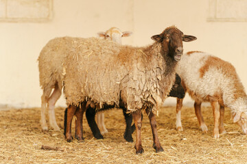 Fluffy sheep peacefully standing in a pen filled with golden hay on a serene farm setting.