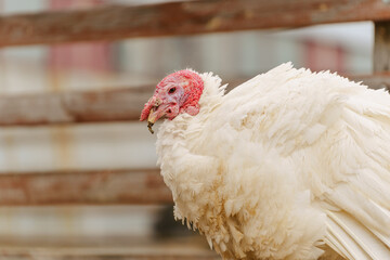 Turkey in the village selective focus. Poultry farm, suburban wildlife