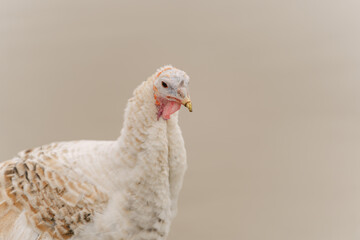 Rural countryside landscape with broad breasted domestic turkey.
