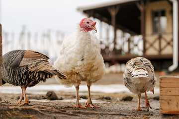 Rural countryside landscape with broad breasted domestic turkey.