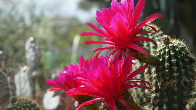 Flowering cactus slow video. Red flower petals slow motion. Slow motion desert cactus