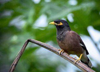 A common myna or Indian myna (Acridotheres tristis) is sitting on a tree branch