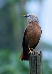 Chestnut-tailed starling, also called grey-headed starling sitting on a branch.