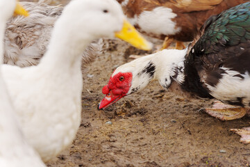 Muscovy duck is captured up close, displaying its unique plumage and detail in a farm setting.
