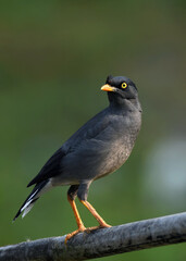 Jungle Myna (Acridotheres fuscus) perching on tree branch.