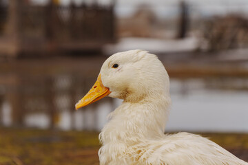 Graceful duck stands elegantly on top of a small puddle of water on farm