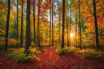 Obraz premium Autumn forest landscape, orange golden foliage, fall wallpaper