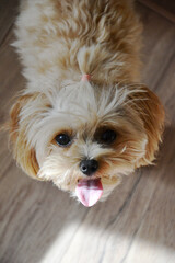 Cute beige puppy dog maltipoo with big black eyes at home on wooden floor