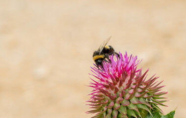 Bambus bee feeding on thorn plant