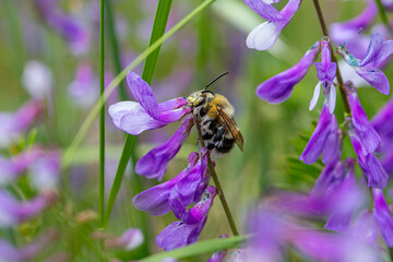A green-eyed flower bee (Anthophora bimaculata) sleeping on a plant