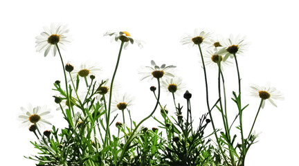 Wild Daisies 