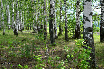 Obraz premium a forest with birch trees and a sunbeam in the background 