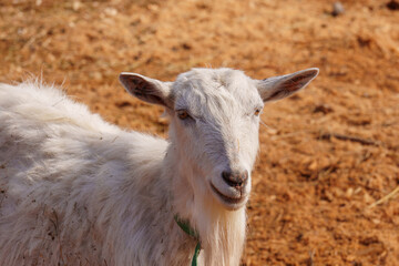 Close-up view of a curious goat surrounded by wooden fencing in a rustic pen.