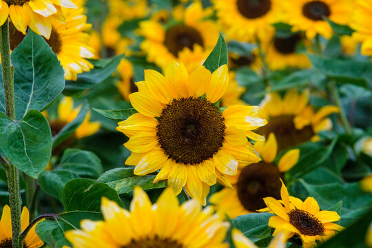 Sunflowers in Northern Blossoms garden in Atok Benguet Philippines.