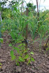 A growing stalk of tomatoes in the garden. Growing vegetables.