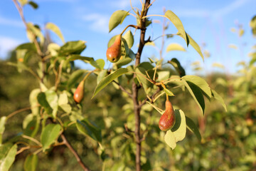 A gardener examines green pears on a fruit tree. Gardening.
