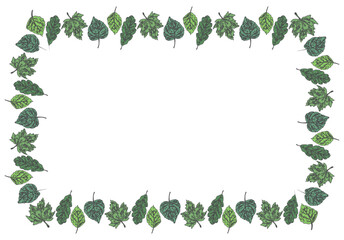 Naklejka premium Frame decorative from drawn various deciduous trees leaves, maple, oak, birch, linden, vector illustration on white background