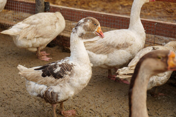 Geese across the dusty ground of a charming farmstead. Selective focus.