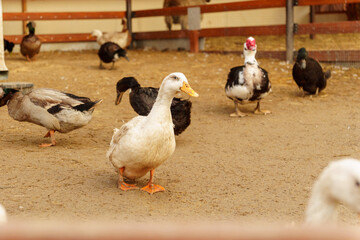 Ducks are gracefully standing side by side, showing off their vibrant feathers and tranquil demeanor on farm