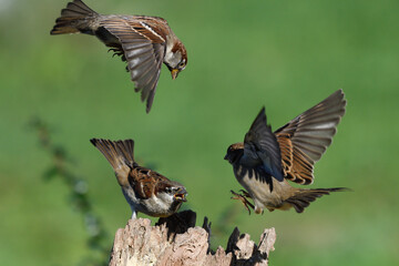Fototapeta premium Closeup of house sparrows fighting in flight