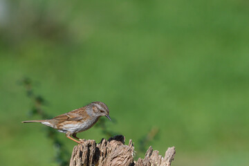 Closeup of dunnock perched on a log