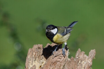 Closeup of great tit perched on trunk