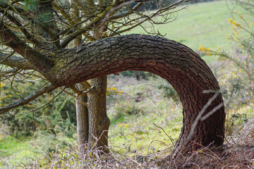 Closeup of a twisted trunk of a tree