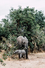 african animals