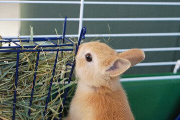 Baby Netherland Dwarf bunny eating hay from a hay rack © Seattle Roll