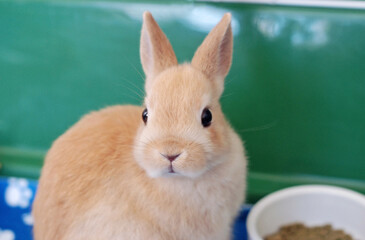 Close-up shot of a young and adorable Netherland Dwarf rabbit
