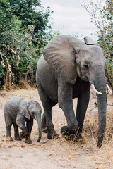 african animals
