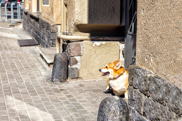 dog on the street