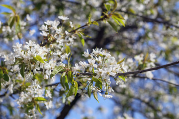 blossoming tree in spring